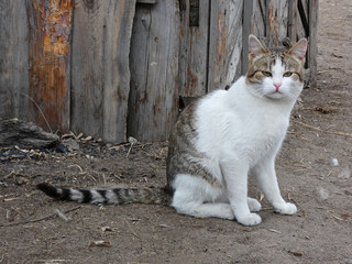 Cat hear the wooden fencing