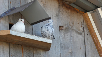 Two doves on the dovecote
