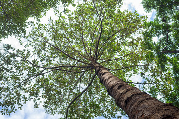 Fototapeta premium Trees in blue sky taken from low angle.
