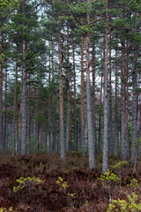 bog in soomaa national park in estonia