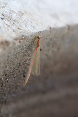 Close up small brown dragonfly on concrete wall