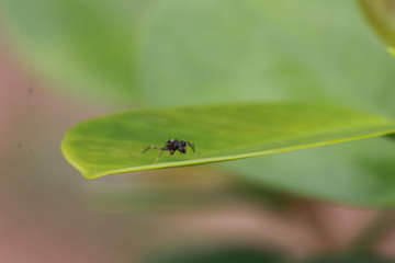 lose up small black mantis on green leaf