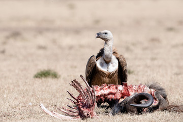 Griffon vulture (Gyps fulvus) with wildebeest kill in Masai Mara, Kenya