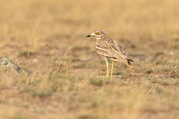 Eurasian Stone-curlew