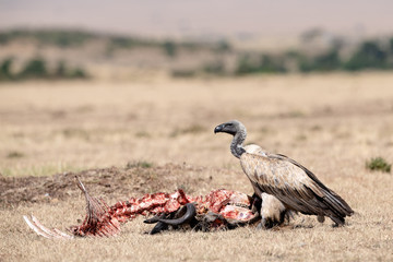 Griffon vulture (Gyps fulvus) with wildebeest kill in Masai Mara, Kenya