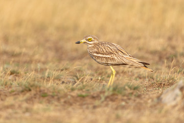 Eurasian Stone-curlew