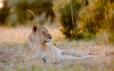 African lioness (Panthera Leo) resting in sunrise in Masai Mara, Kenya