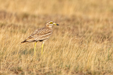 Eurasian Stone-curlew