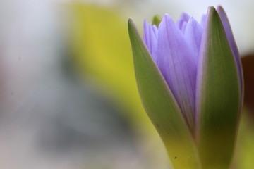 lotus flower in lotus pond