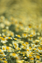 花 カモミール・カモマイル・カミツレ