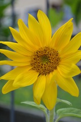 Sonnenblumen leuchten mit der Sommersonne um die Wette