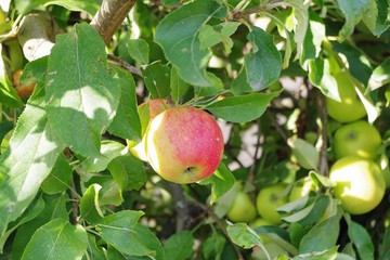 Früchte am Apfelbaum