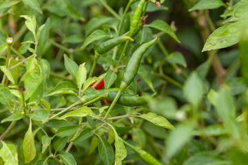 close up of chilli pepper plant in farm