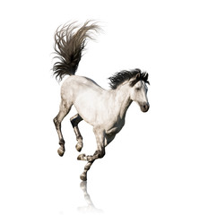 Fototapeta na wymiar White Andalusian horse with black legs and mane galloping isolated on white background