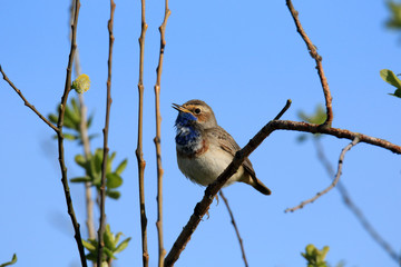 Blaukehlchen mit leicht geöffnetem Schnabel vor blauem Himmel