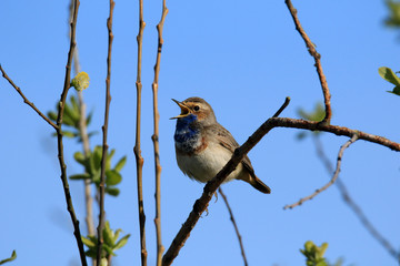 Singendes Blaukehlchen vor blauem Himmel