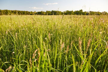 Landscape view on the fresh spring meadow swaying slightly in the wind at sunset.
