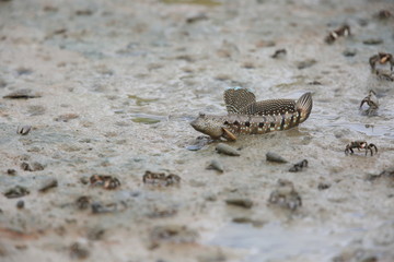 Mudskipper jumping on tideland, Sabah, Borneo, Malaysia