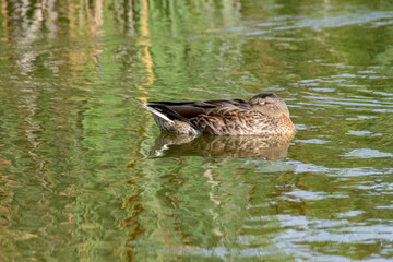 Female mallard duck with head tucked under wings, asleep on a still calm lake