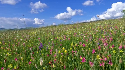 Camera moving through alpine meadow with colorful flowers. Fresh green meadows and blooming flowers. Steadycam shot. UHD, 4K