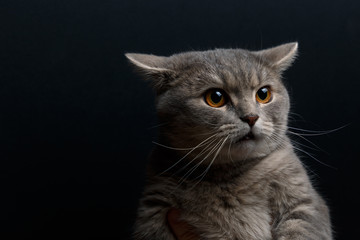 Portrait of cute cat scottish straight in studio with dark background. Copy space. Close up.