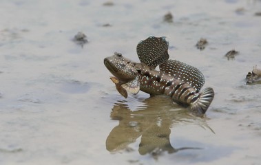 Mudskipper jumping on tideland, Sabah, Borneo, Malaysia