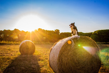 Border collie en una bala de paja