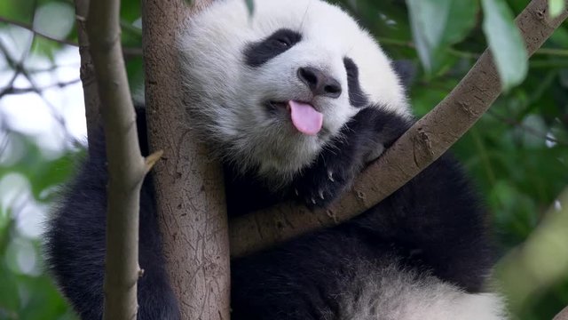Cute panda baby on the tree