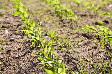Detail of corn plants growing in soil in farm field.