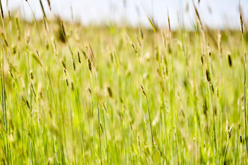 The ears of a young rye swaying in the strong wind in the hot day. Abstract background.