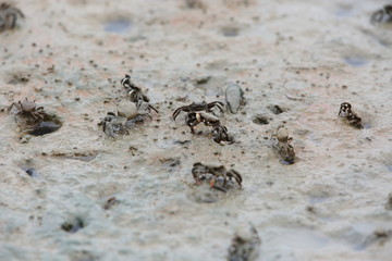 Mudskipper jumping on tideland, Sabah, Borneo, Malaysia