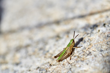 Grasshopper on a stone ground