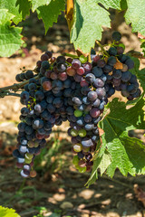 Fototapeta premium MEDOC (France), vignes dans le village de Margaux