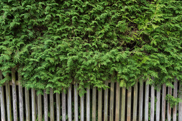Green cupressus tree with wooden fence as background. Outdoor wall, border. Green wallpaper.