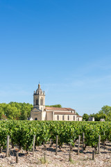 Fototapeta na wymiar MEDOC (France), vignes dans le village de Margaux