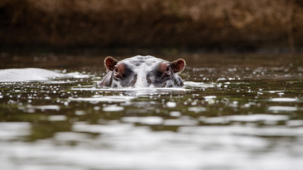 African commin Hippopotamus (Hippopotamus amphibius) in lake, Masai Mara, Kenya