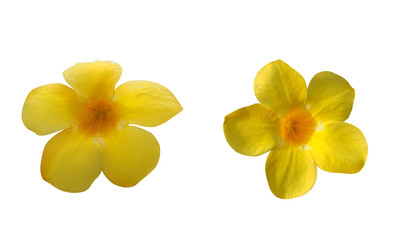 Obraz na płótnie Canvas allamanda isolated on white background at spring or summer season for your design, card, postcard, wallpaper, pattern or your concept.