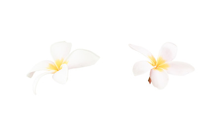 Plumeria on white isolated of background, spa concept.