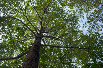 Fototapeta premium Trees in blue sky taken from low angle.