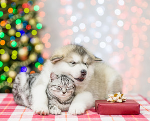 Fototapeta na wymiar Puppy embracing sleepy cat on a background of the Christmas tree