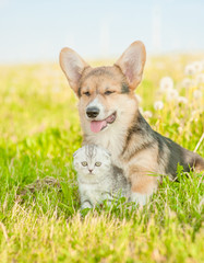 Funny Pembroke Welsh Corgi puppy and tabby kitten on a summer grass