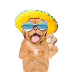 Funny summer dog  in sunglasses and hat eating ice cream. isolated on white background