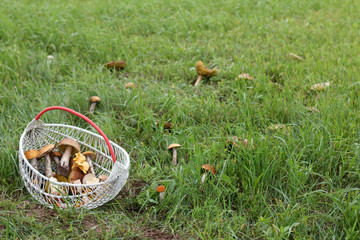 mushroom pick-up/ wicker basket with a crop against the background of a clearing with a lot of edible mushrooms 