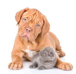 Bordeaux puppy with tilt head embracing scottish kitten. isolated on white background