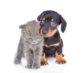 puppy and affectionate kitten stand together.  isolated on white background