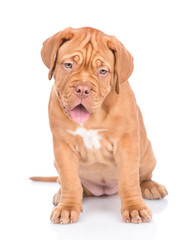 Portrait of a Bordeaux puppy sitting in front view. isolated on white background