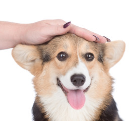 female hand patting  dog head. isolated on white background