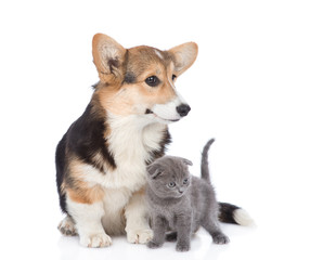corgi puppy sits with scottish kitten and looking away. isolated on white background