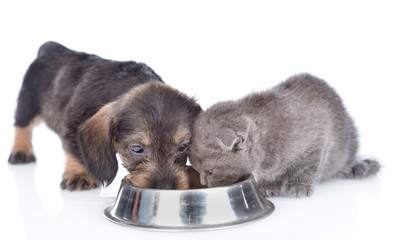 dachshund puppy and baby kitten eating together. isolated on white background
