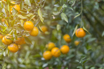 Hanging ripe oranges on branch in the orange garden, artificial light, selective focus, copy space